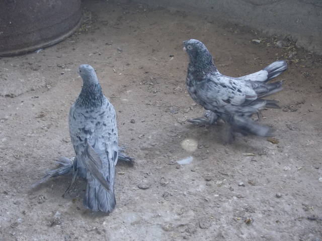Бойные  голуби  Туркмении - Страница 22 3143650_m