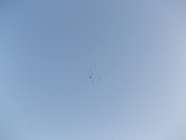 Бойные  голуби  Туркмении - Страница 22 3168033_m