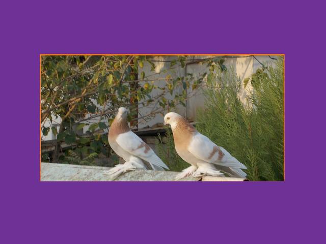 Бойные  голуби  Туркмении - Страница 22 3176422_m