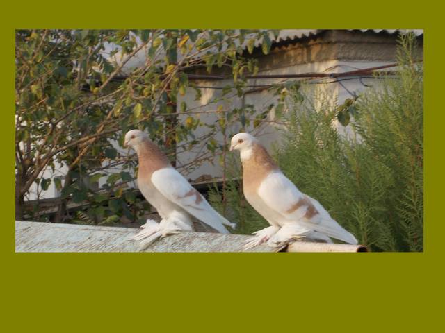 Бойные  голуби  Туркмении - Страница 22 3176447_m