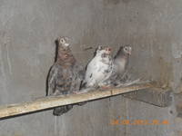 VFL.RU - ваш фотохостинг