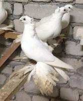 белая гегама-crop