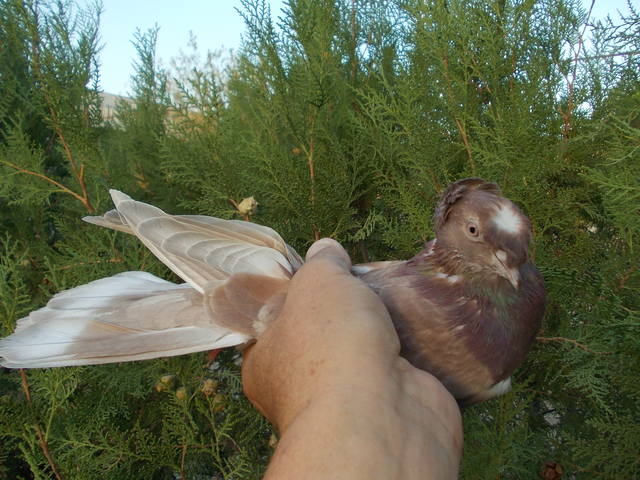 Двухчубые бойные голоногие голуби - Страница 12 3206669_m