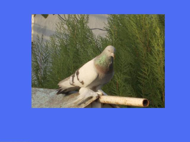 Бойные  голуби  Туркмении - Страница 23 3206719_m
