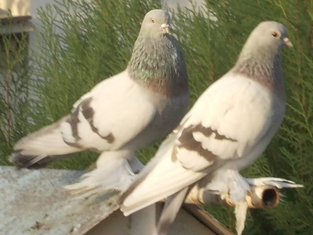 Бойные  голуби  Туркмении - Страница 23 3206720_m