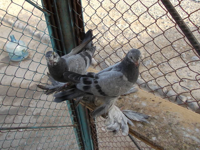 Бойные  голуби  Туркмении - Страница 23 3206749_m