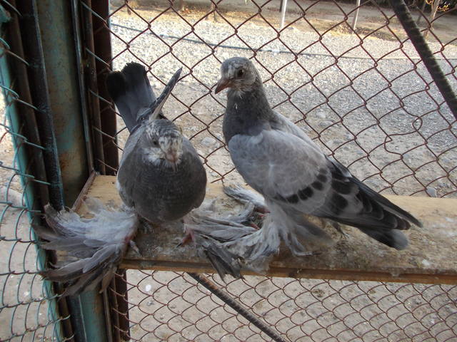 Бойные  голуби  Туркмении - Страница 23 3206760_m