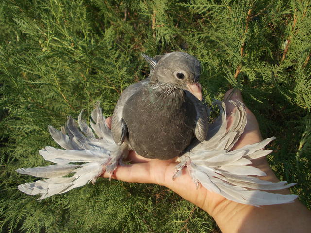 Бойные  голуби  Туркмении - Страница 23 3208712_m