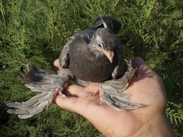 Бойные  голуби  Туркмении - Страница 23 3220753_m