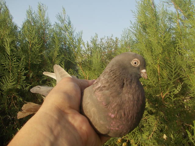 Бойные  голуби  Туркмении - Страница 23 3226918_m