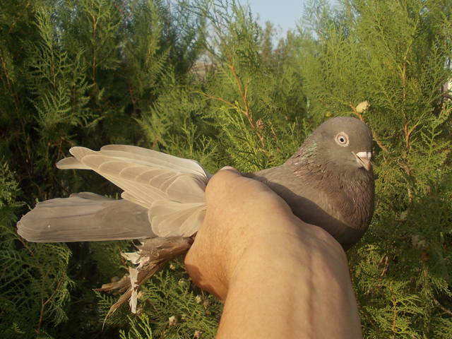 Бойные  голуби  Туркмении - Страница 23 3226923_m