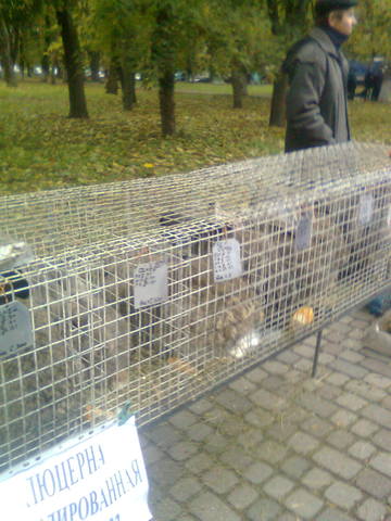 Ярмарка голубей и декоративных птиц  в г.Полтава 3237248_m
