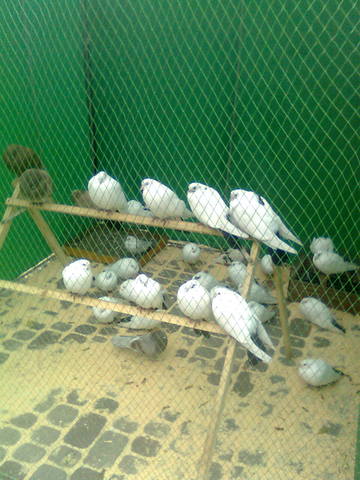 Ярмарка голубей и декоративных птиц  в г.Полтава 3237271_m