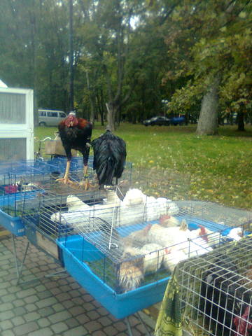 Ярмарка голубей и декоративных птиц  в г.Полтава 3237312_m