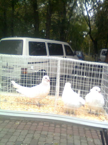 Ярмарка голубей и декоративных птиц  в г.Полтава 3237320_m