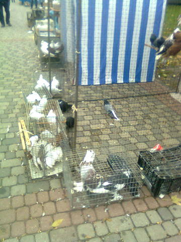 Ярмарка голубей и декоративных птиц  в г.Полтава 3237315_m
