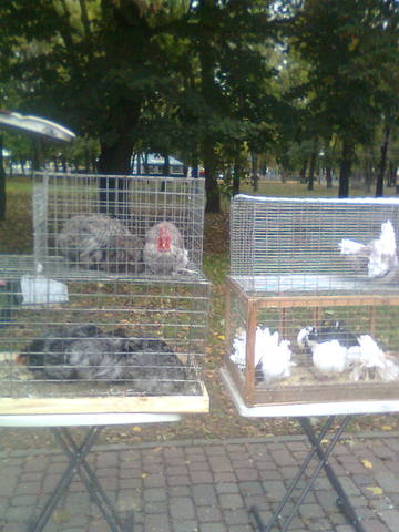 Ярмарка голубей и декоративных птиц  в г.Полтава 3237349_m