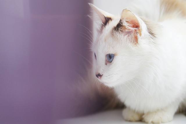 Синеглазка (4)