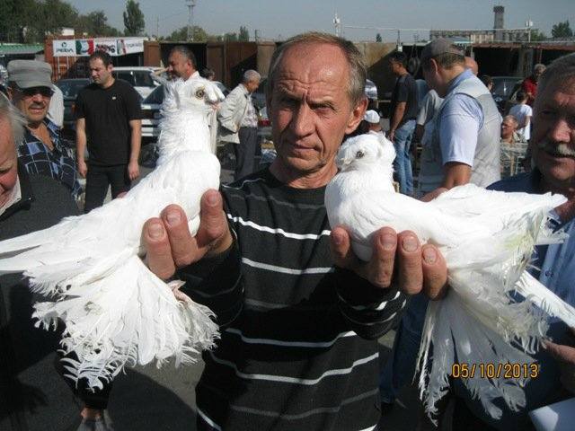 Узбекские голуби (двухчубые, носочубые,чубатые). - Страница 2 3268500_m