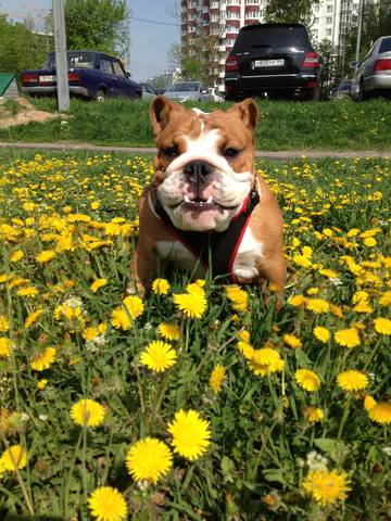 Братья наши меньшие, у кого кто - 2.