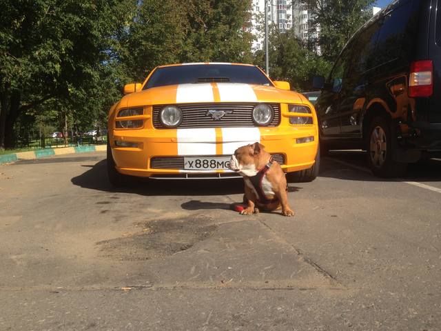 Братья наши меньшие, у кого кто - 2.