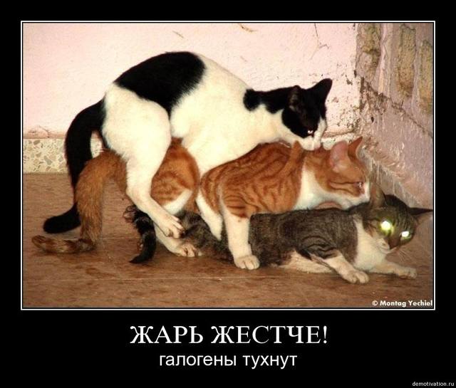 смешные-демотиваторы-3596