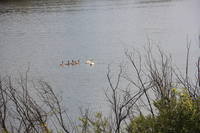 Лебеди на пруду