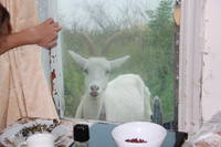 Маша пришла на завтрак