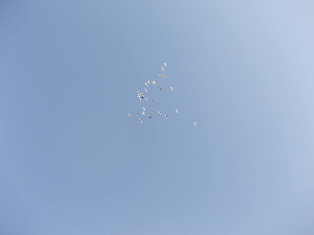 Бойные  голуби  Туркмении - Страница 24 3292098_m