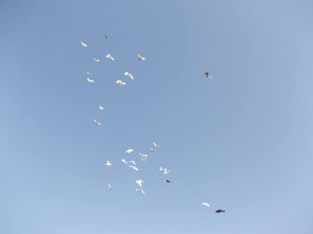 Бойные  голуби  Туркмении - Страница 24 3292106_m