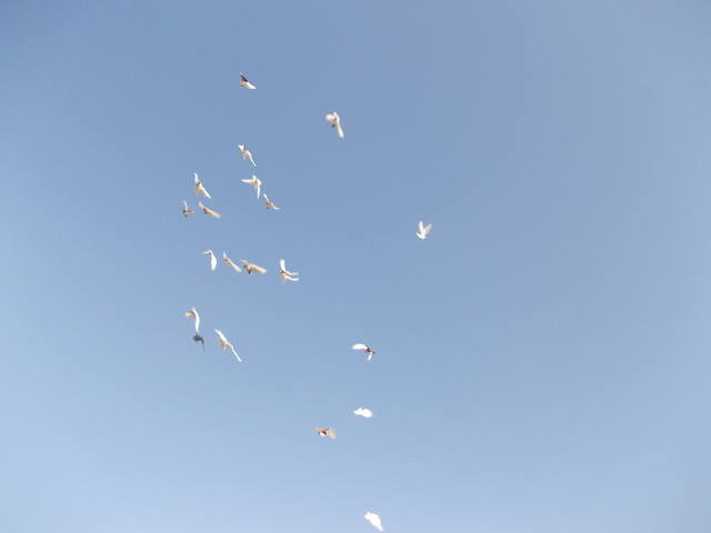 Бойные  голуби  Туркмении - Страница 24 3292126_m