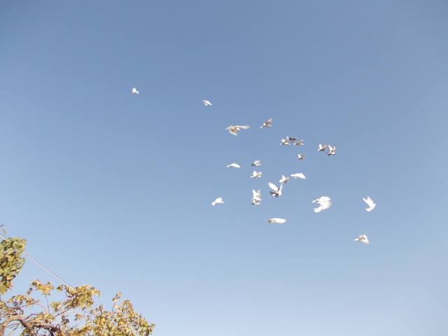 Бойные  голуби  Туркмении - Страница 24 3292139_m