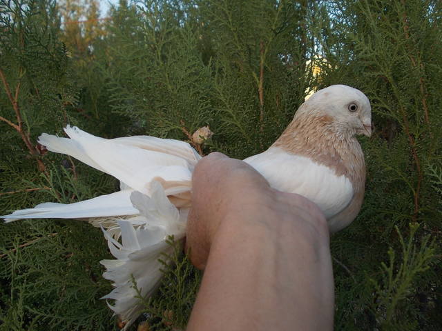 Бойные  голуби  Туркмении - Страница 24 3292177_m