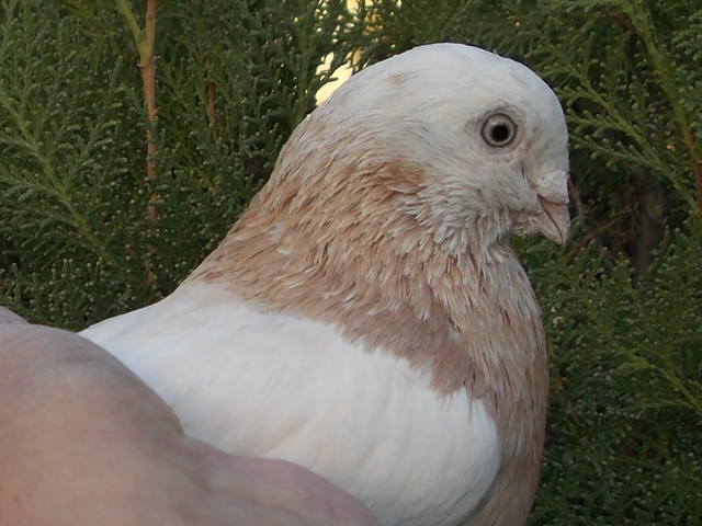 Бойные  голуби  Туркмении - Страница 24 3292194_m