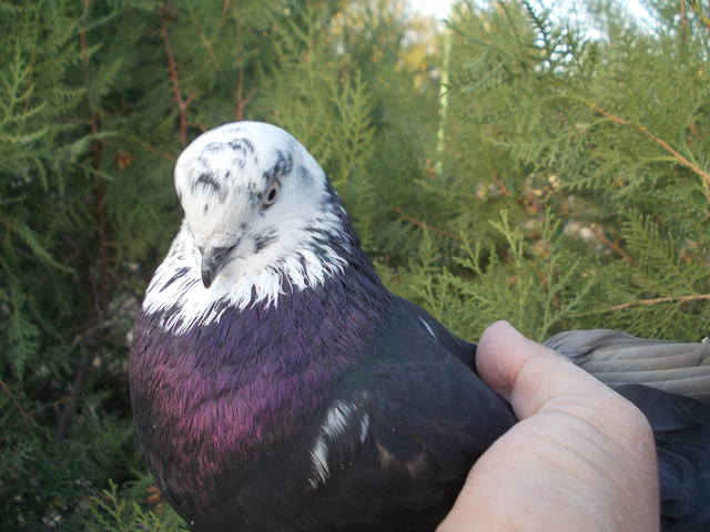 Бойные  голуби  Туркмении - Страница 24 3292207_m