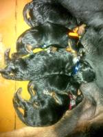 VFL.RU - ваш фотохостинг