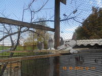 VFL.RU - ваш фотохостинг