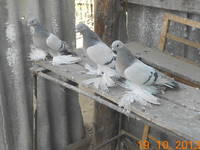 VFL.RU - ваш фотохостинг