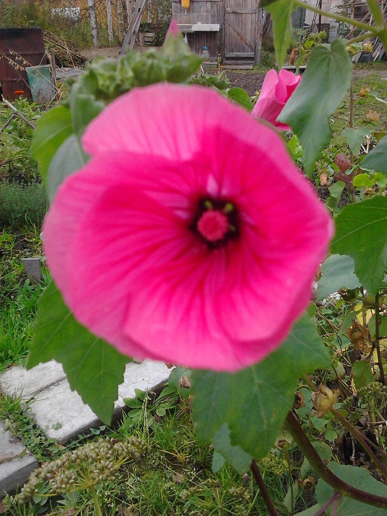 осенняя лаватера