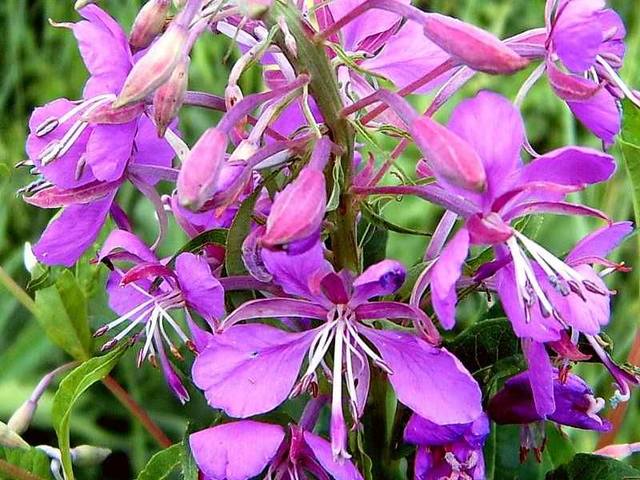 %D0%B0%D1%83%D0%B0%D1%86%D1%83%D0%BF%D0%BA%D0%BF