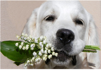пес с ландышами в пасти