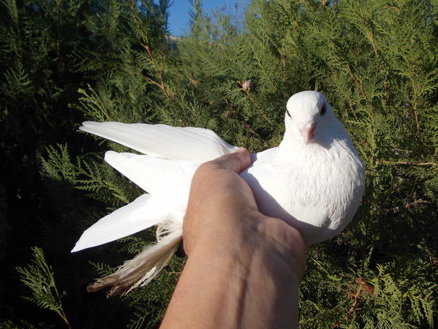 Бойные  голуби  Туркмении - Страница 24 3376962_m