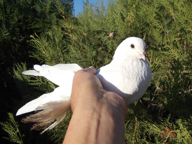 Бойные  голуби  Туркмении - Страница 24 3377031_m