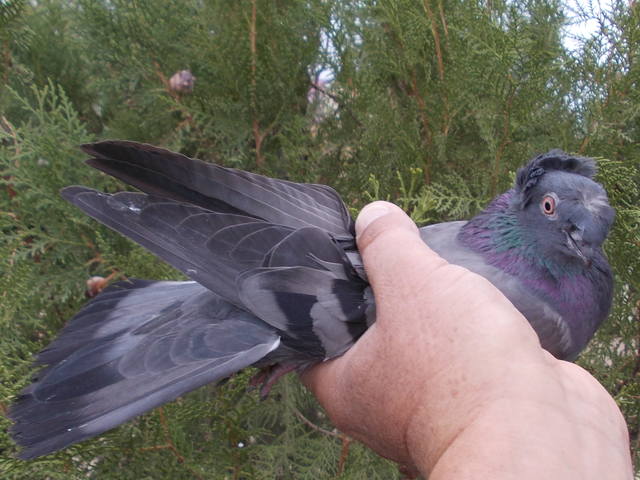 Двухчубые бойные голоногие голуби - Страница 14 3399770_m