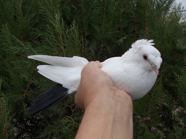 Двухчубые бойные голоногие голуби - Страница 14 3399798_m