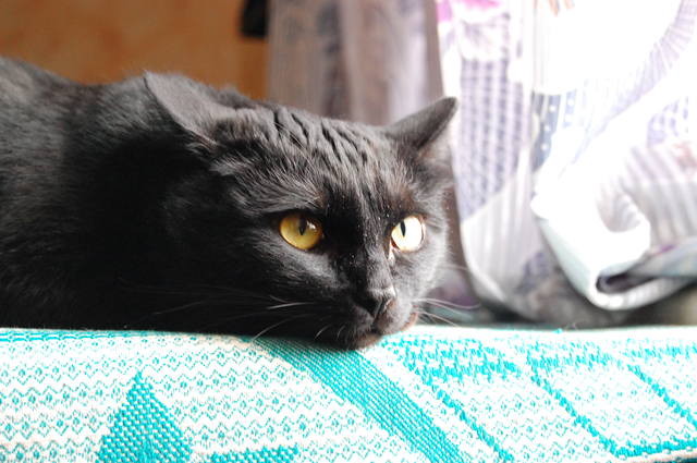 VFL.RU - ваш фотохостинг