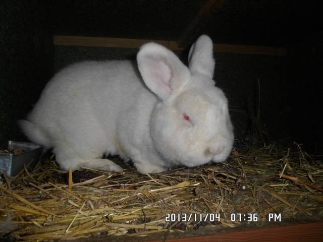 Кролик породы Новозеландский Белый. - Страница 25 3448432_m