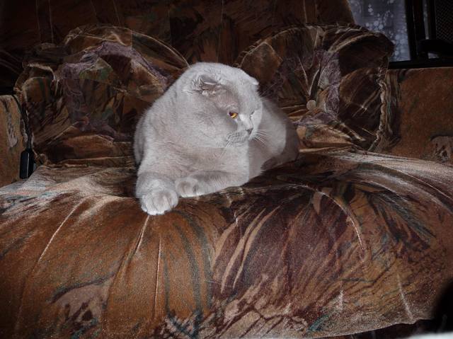 VFL.RU - ваш фотохостинг