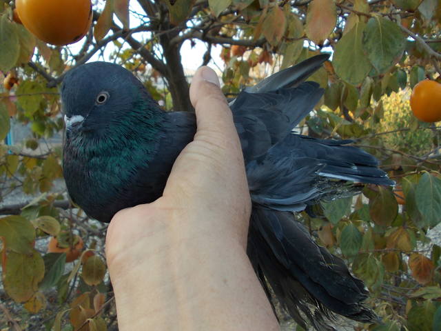 Бойные  голуби  Туркмении - Страница 24 3458269_m