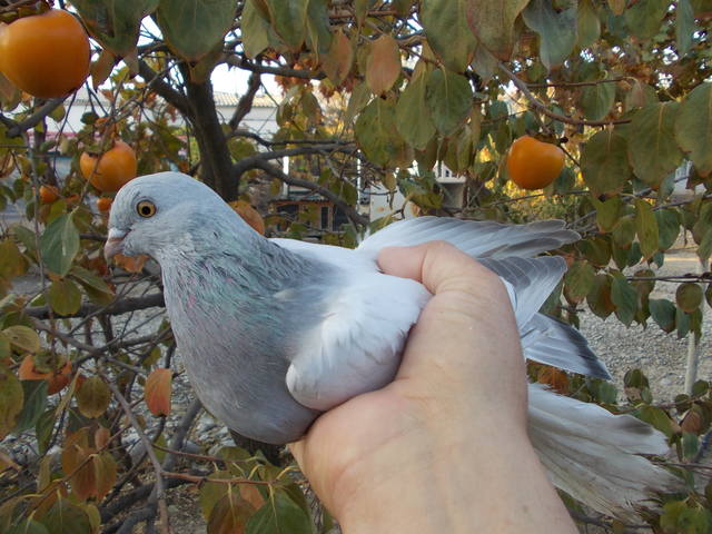 Бойные  голуби  Туркмении - Страница 24 3458353_m